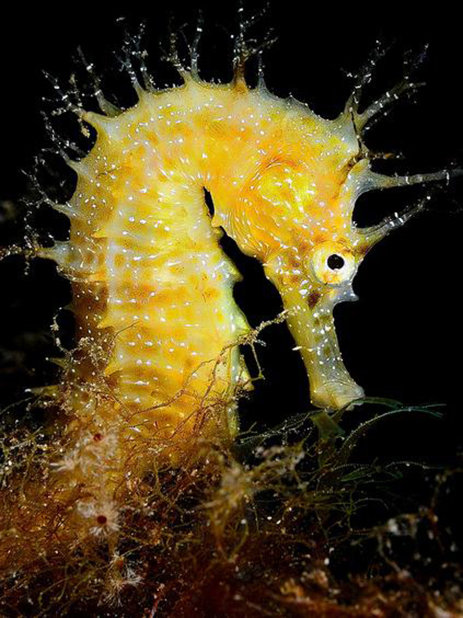  p>海马(拉丁学名: i>hippocampus /i>),是刺鱼目 a target="_blank"