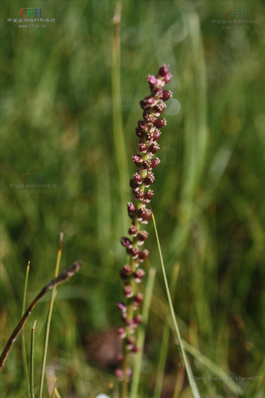 水麦冬属, a href="#" data-lemmaid="5370984">水麦冬科 /a>,约1种 