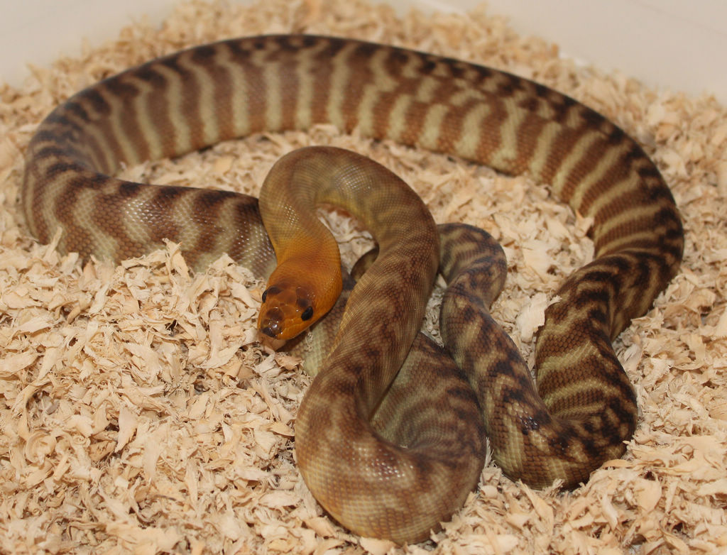  p>沃玛蟒(学名aspidites ramsayi),是 a target="_blank" href="