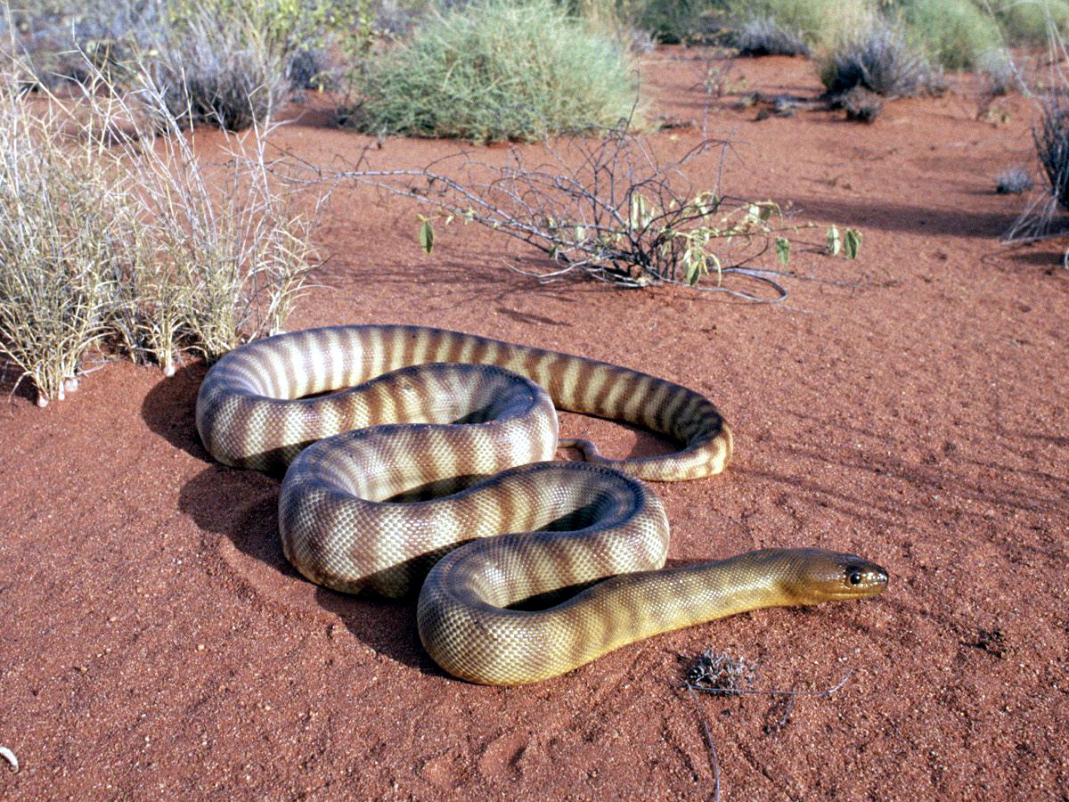  p>沃玛蟒(学名aspidites ramsayi),是 a target="_blank" href="