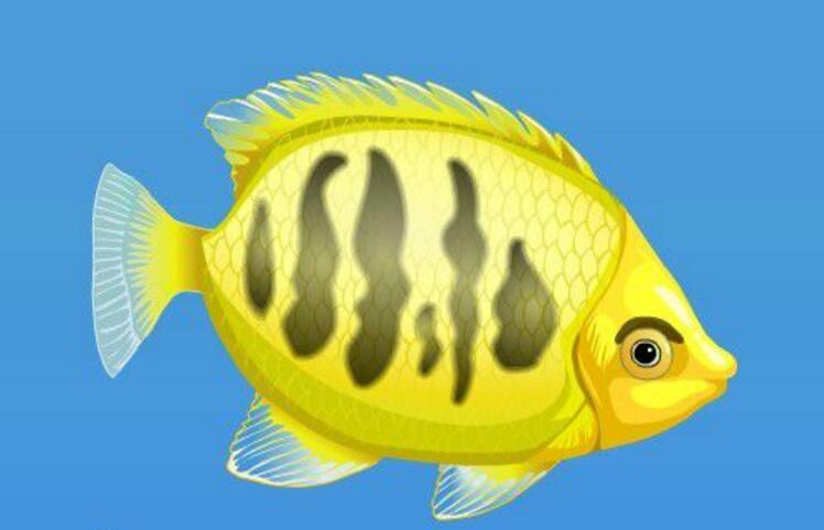  p>烛光鱼是 a href="#" data-lemmaid="1195405">硬骨鱼纲 /a>, a