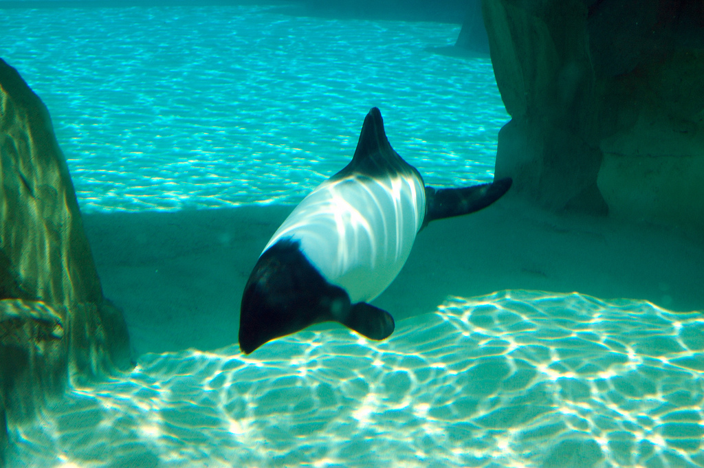  p>花斑喙头海豚是康氏矮海豚的俗称(学名: i>cephalorhynchus