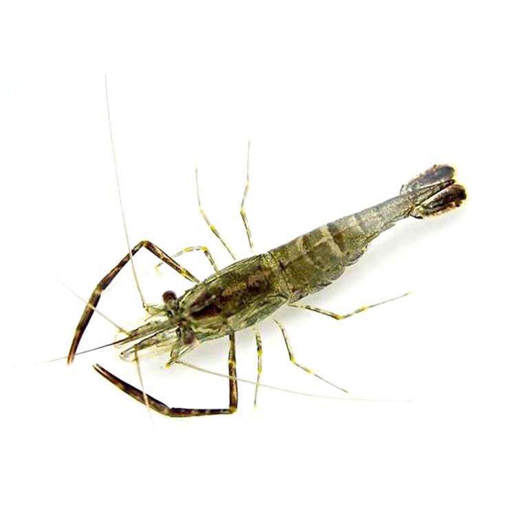  p data-id="tixeccqddi5o">河虾是十足目长臂虾科沼虾属动物,学名为