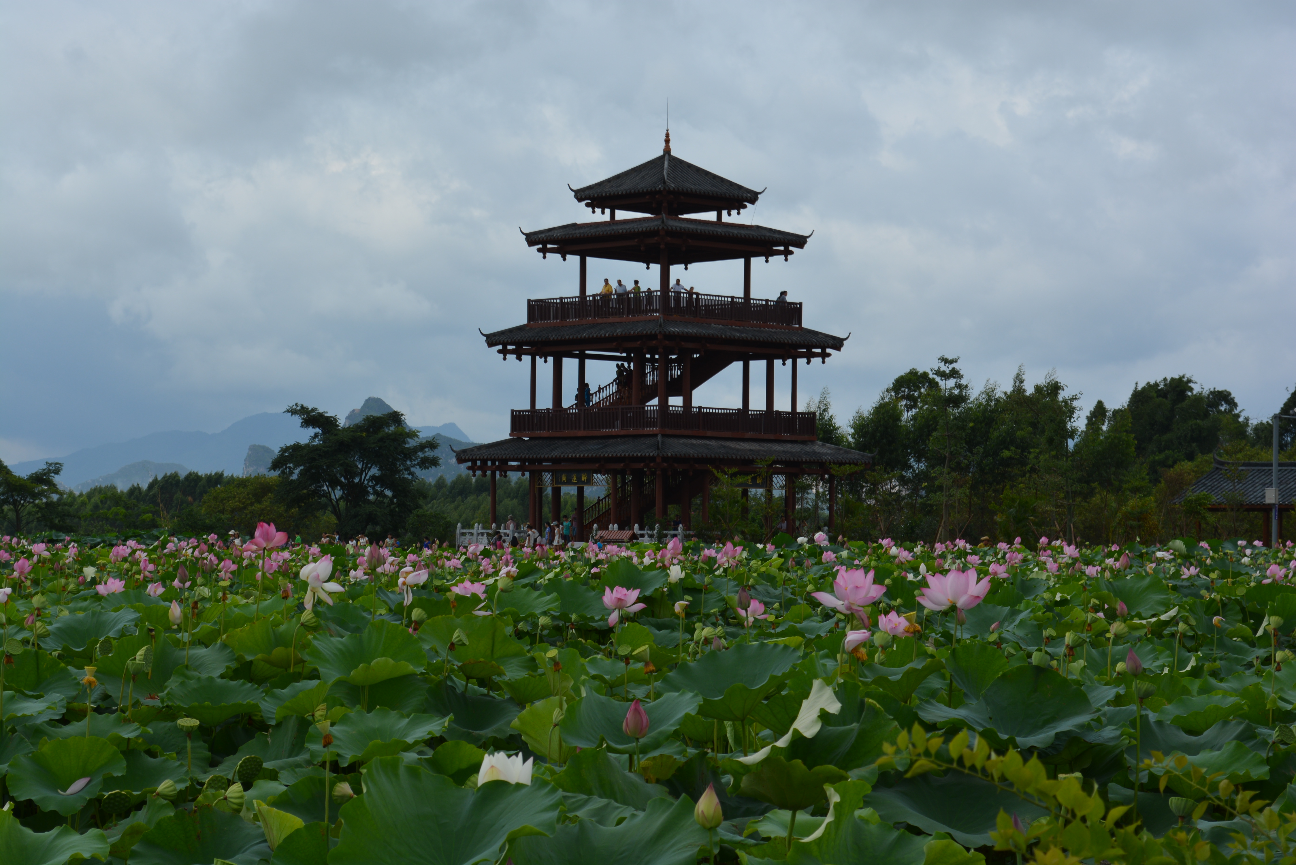 data-lemmaid="7553853">贵港市 /a>"荷美覃塘"莲藕产业(核心)示范区