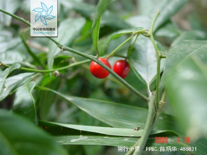 分布于我国东南至南部.具有活血散瘀,祛风止痛之功效.