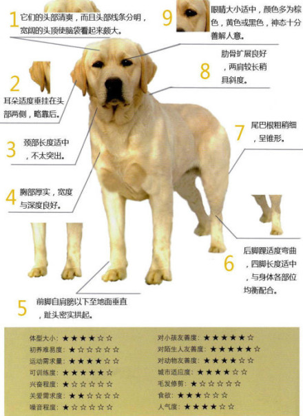 拉布拉多猎犬