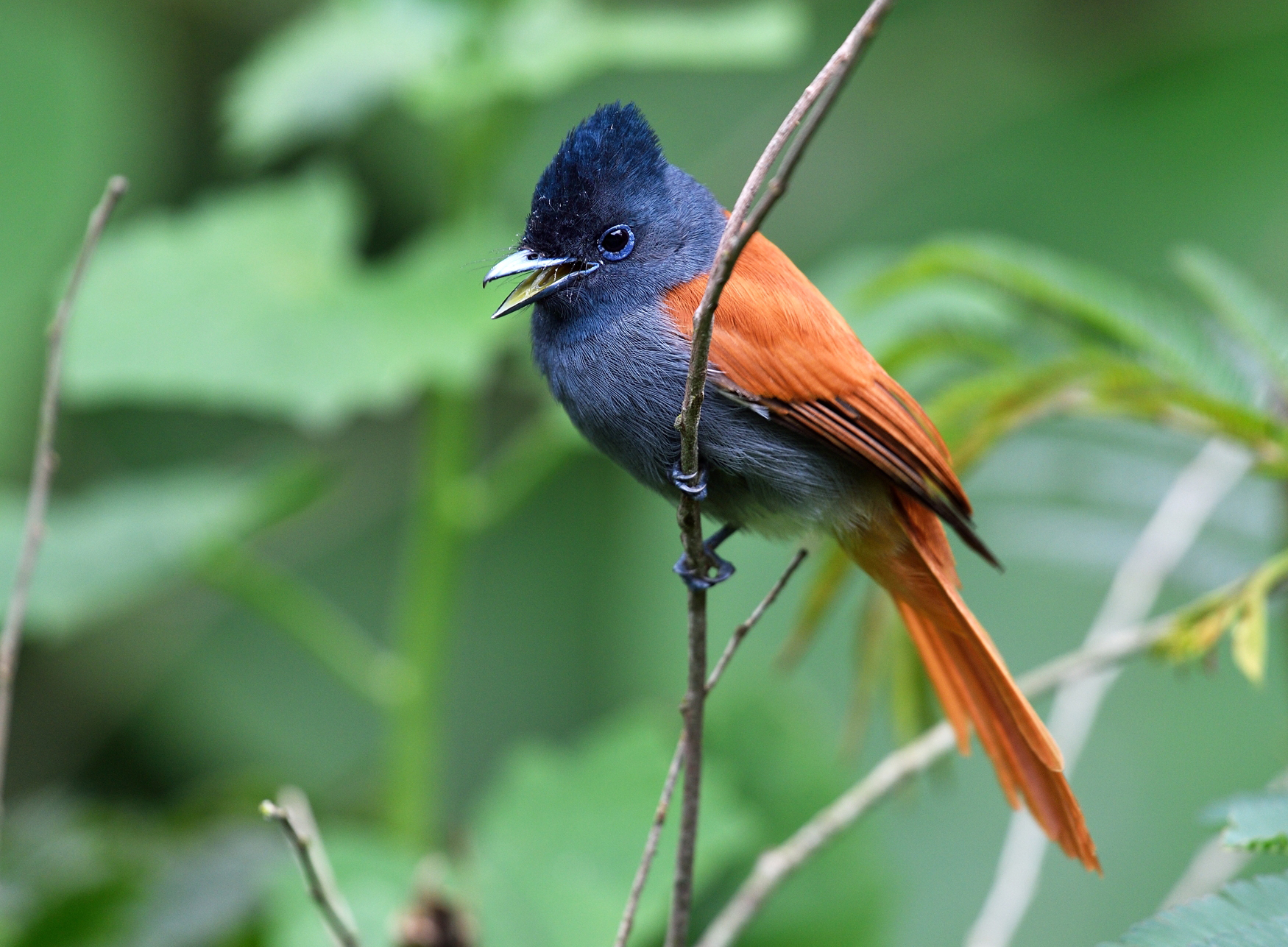  p>红腹寿带鸟(学名: i>terpsiphone rufiventer /i>):体长约20厘米