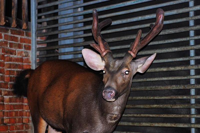  p>水鹿台湾亚种(学名:cervus unicolor swinhoei)亦称台湾水鹿,是