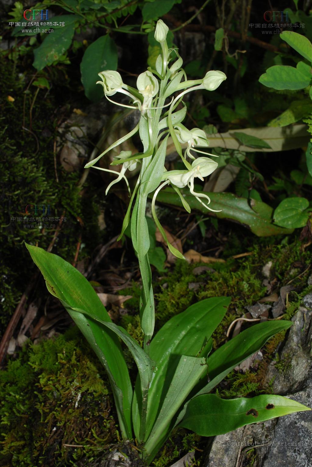  p>线瓣玉凤花是 a target="_blank" href="/item/兰科">兰科 /a> a