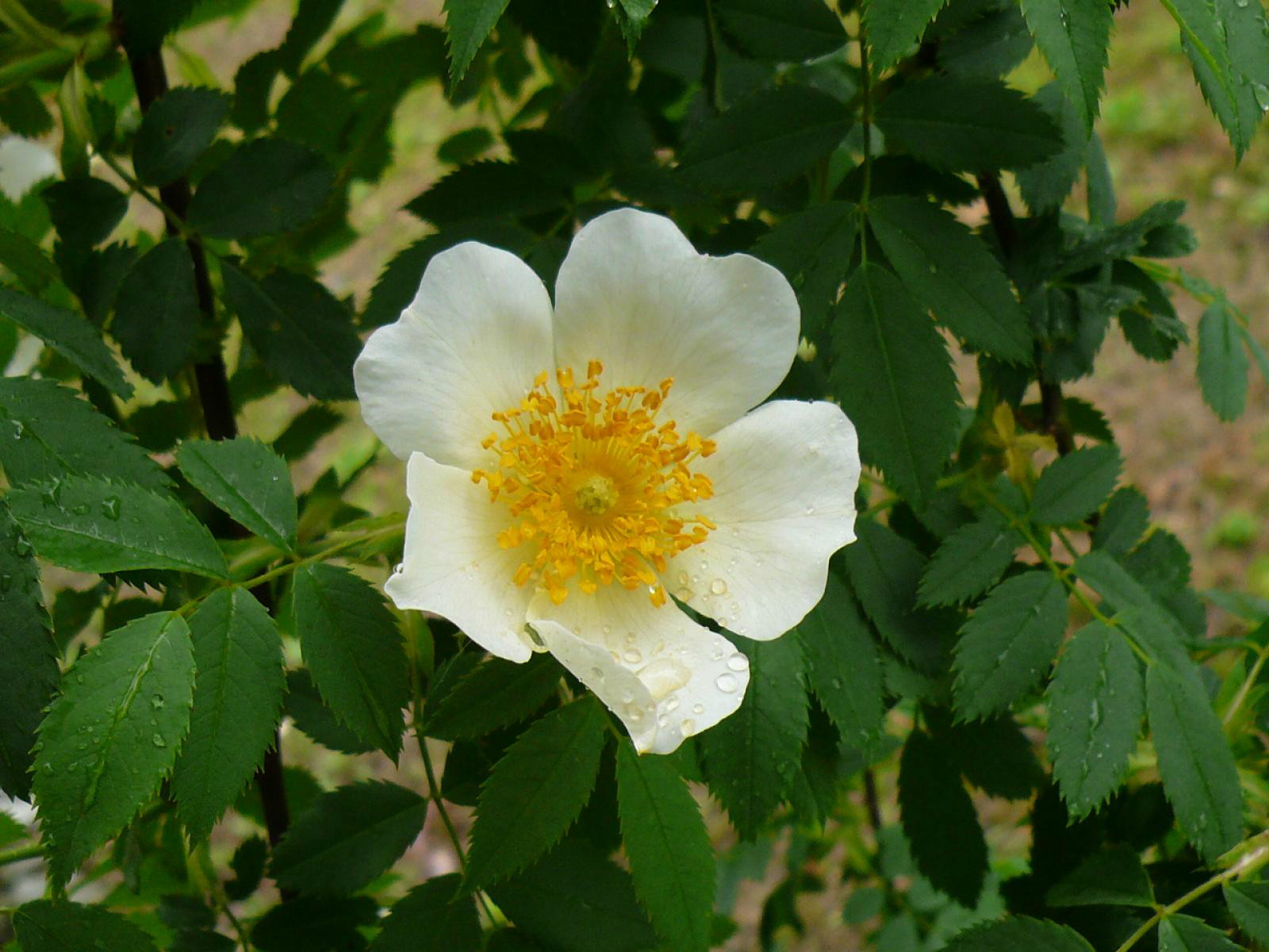  p>腺齿蔷薇(学名: i>rosa albertii /i>  regel)是 a href="#" data