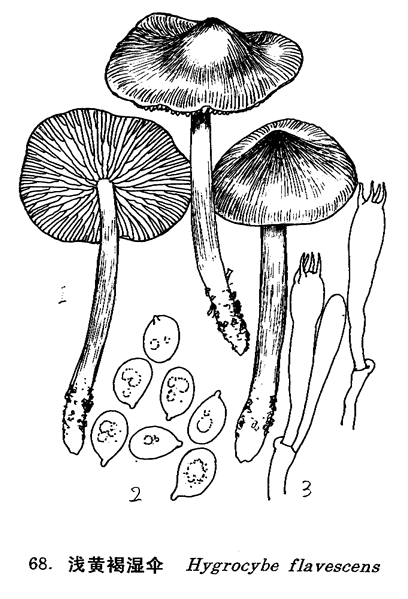 浅黄褐湿伞,秋季在混交林中草地上群生,分布于我国香港,见于松仔园.