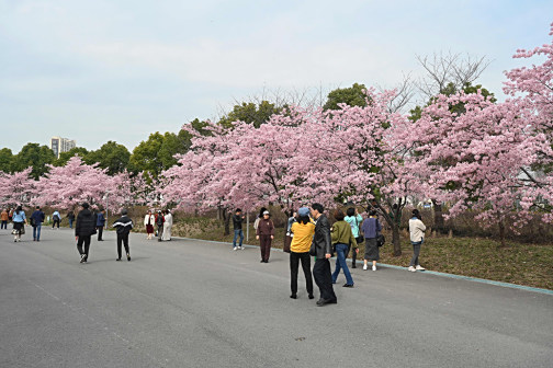 樱花节观赏