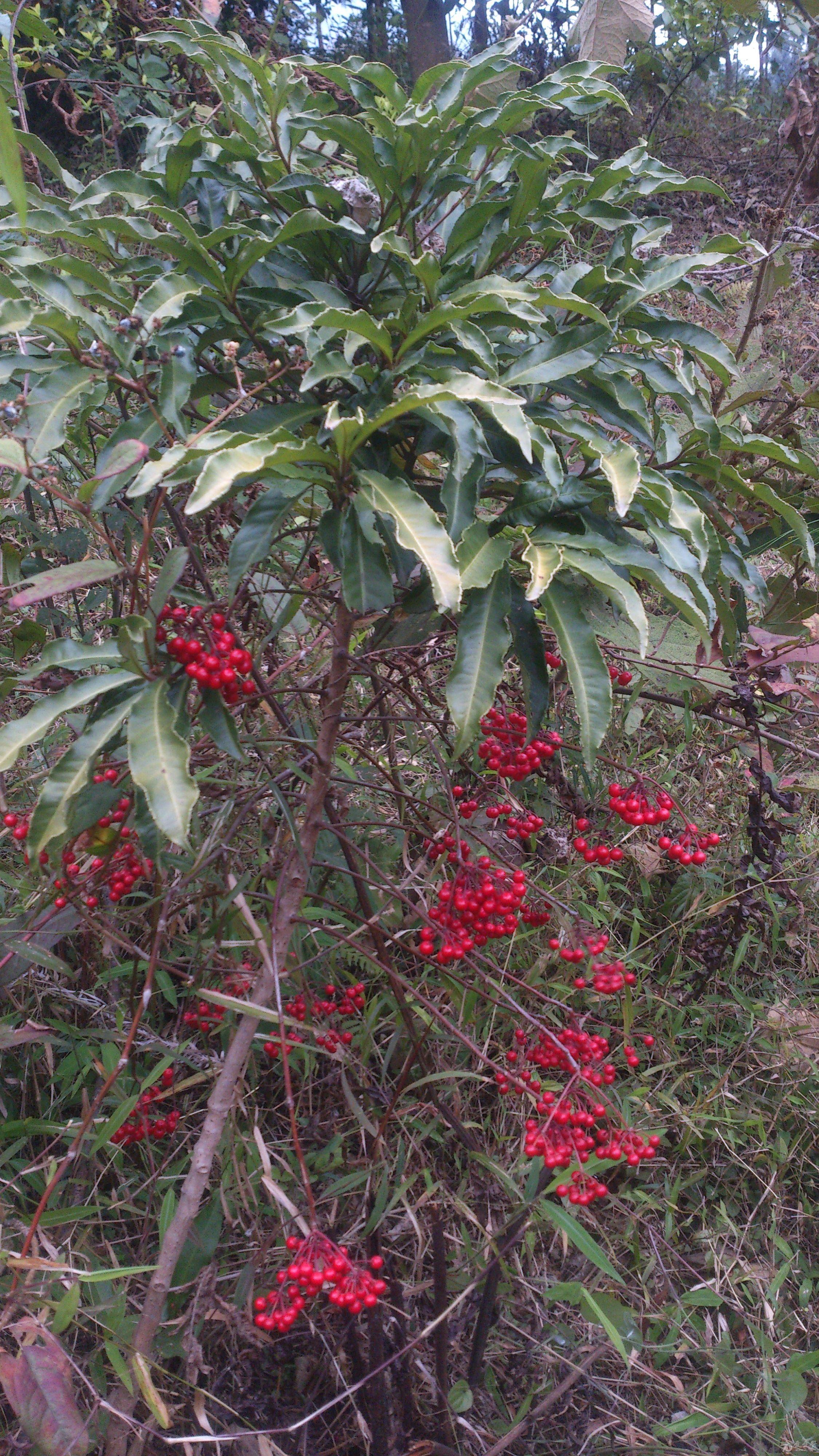  p data-id="gncqcwn7aj">朱砂根( i>ardisia crenata /i> sims)是