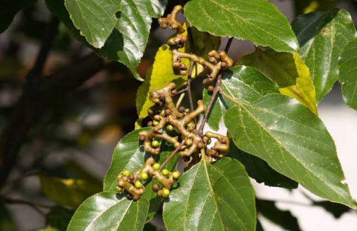 枳椇（鼠李科枳椇属植物）_百度百科