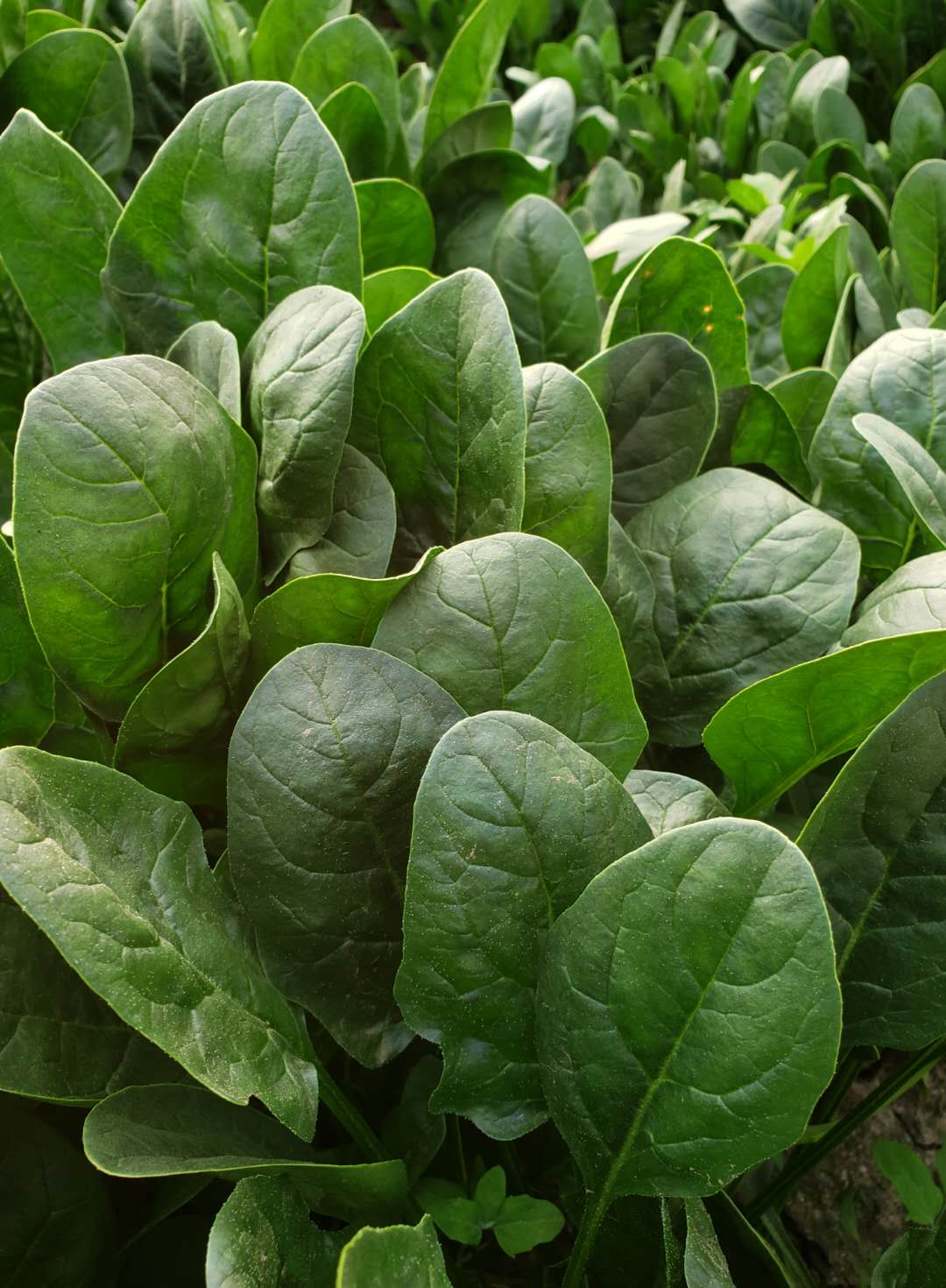  p>菠菜( i>spinacia oleracea /i>&nbsp;l.