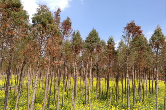 中山杉：沿海绿化的植物“新星”_百科TA说