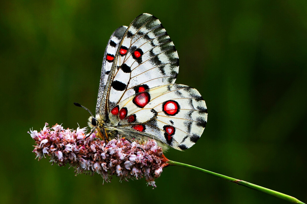小红珠绢蝶秦岭亚种