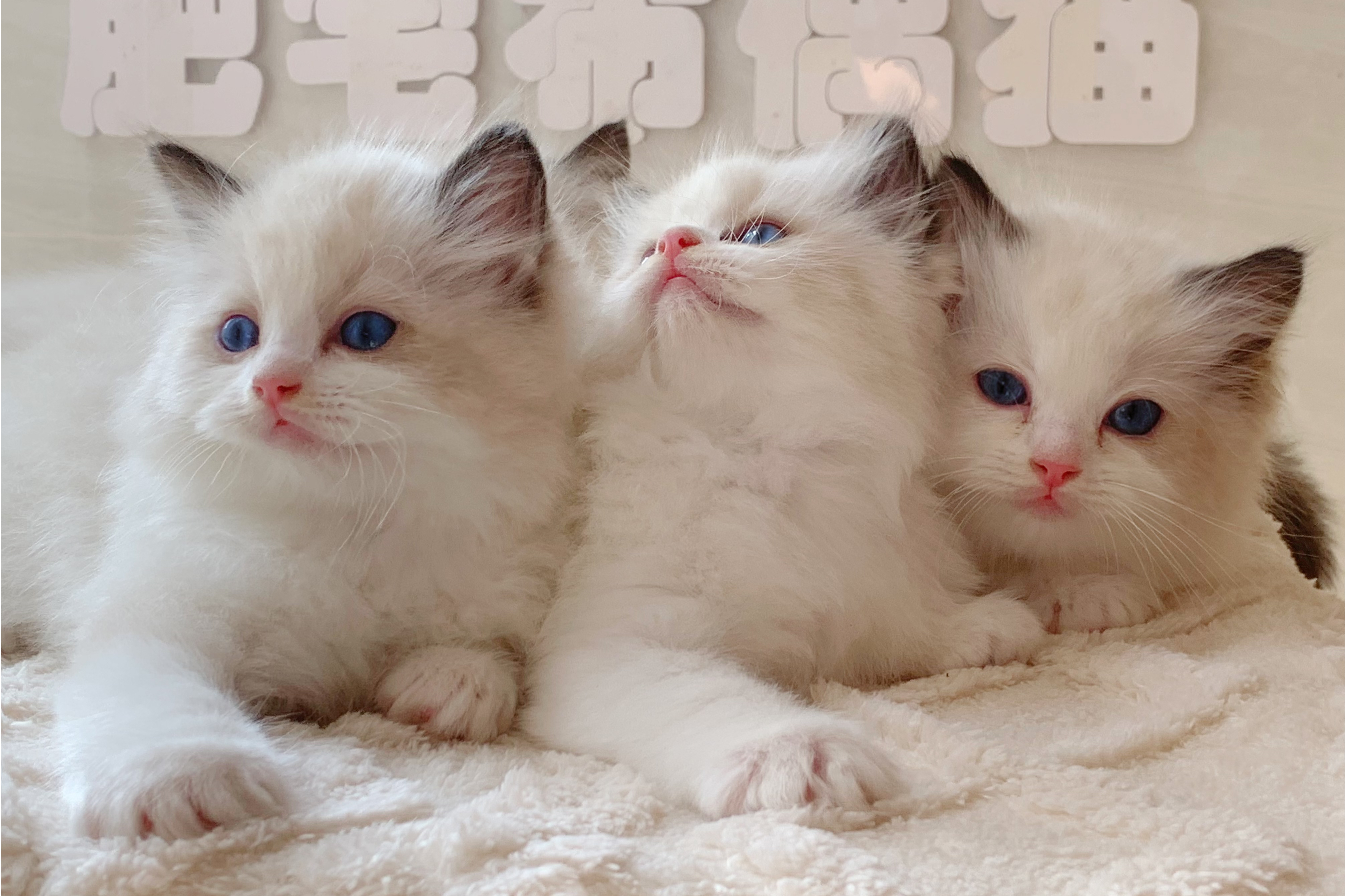 团风县肥宅布偶猫宠物店