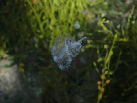 生殖浮蚕_百度百科