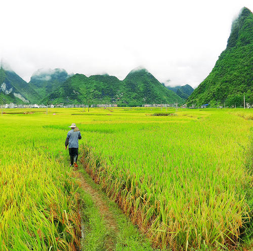  p>兰木乡,广西壮族自治区河池市东兰县下辖乡, span class="ref"