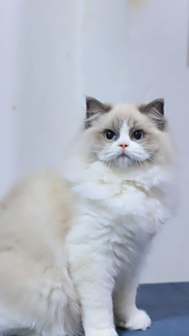 布偶猫图片