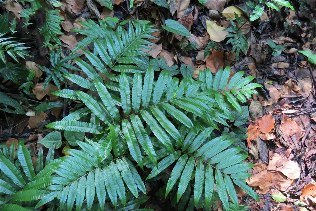ito)是实蕨科,实蕨属土生蕨类植物.