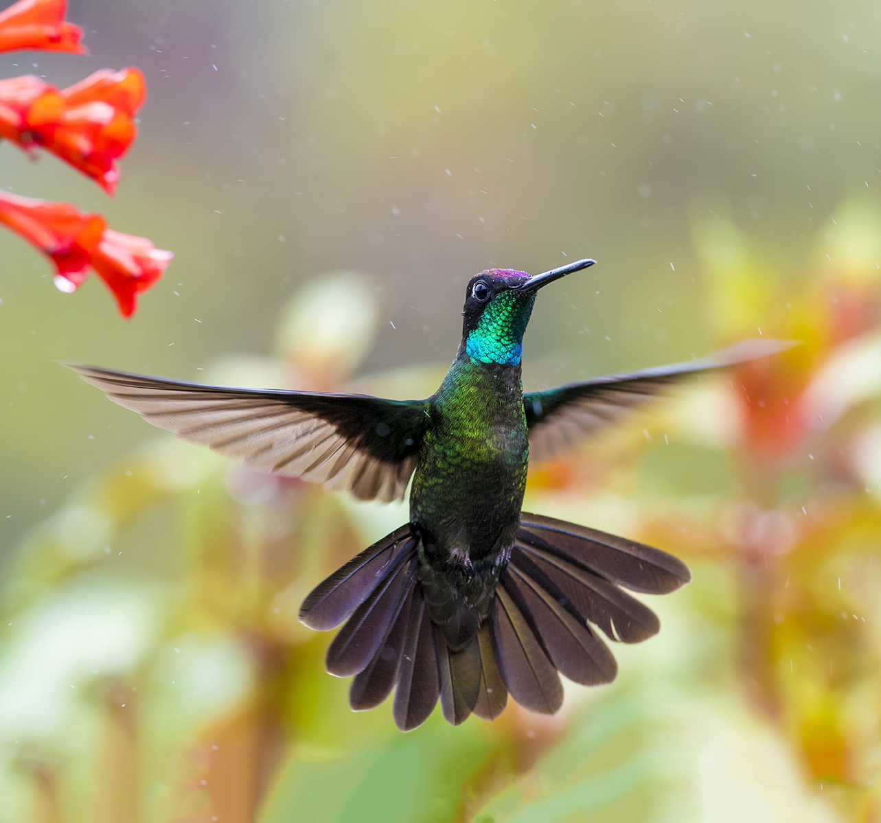  p>  trochilidae,指 a target="_blank" href="/item/蜂鸟科/2501593