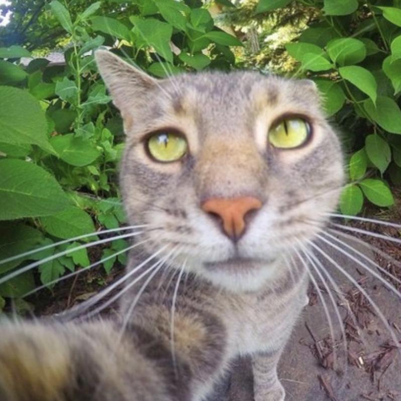  p data-id="soavefquphdh">manny,网红自拍猫,在ins上拥有近60万的