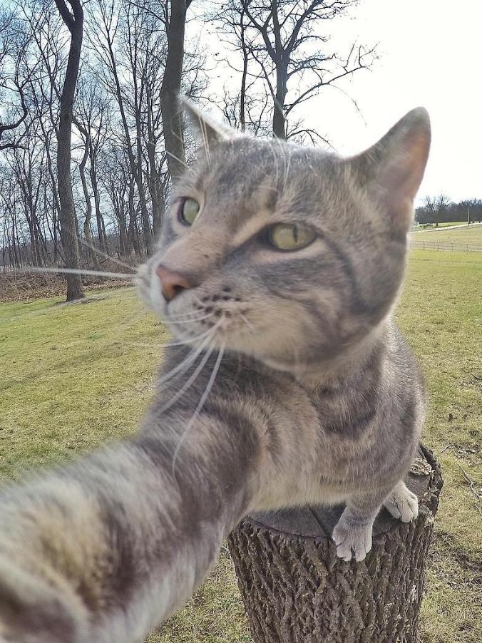  p data-id="soavefquphdh">manny,网红自拍猫,在ins上拥有近60万的