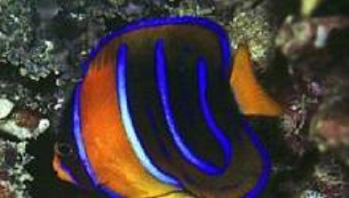 1864), a target="_blank" href="/item/棘蝶鱼">棘蝶鱼 /a>科 a