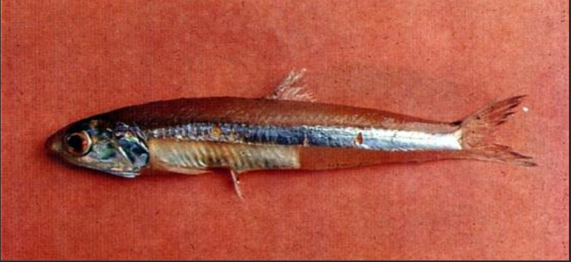 岛屿侧带小公鱼