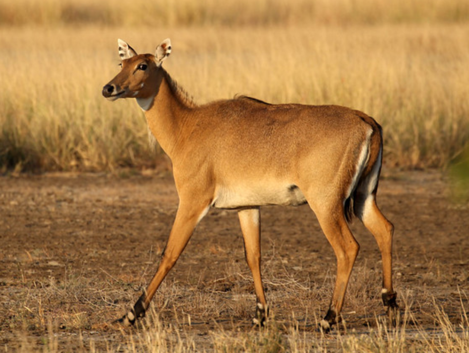  p>大蓝羚(学名: i>boselaphus tragocamelus /i>):是偶蹄目,牛科,蓝