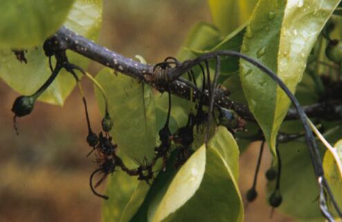 亚洲梨火疫病