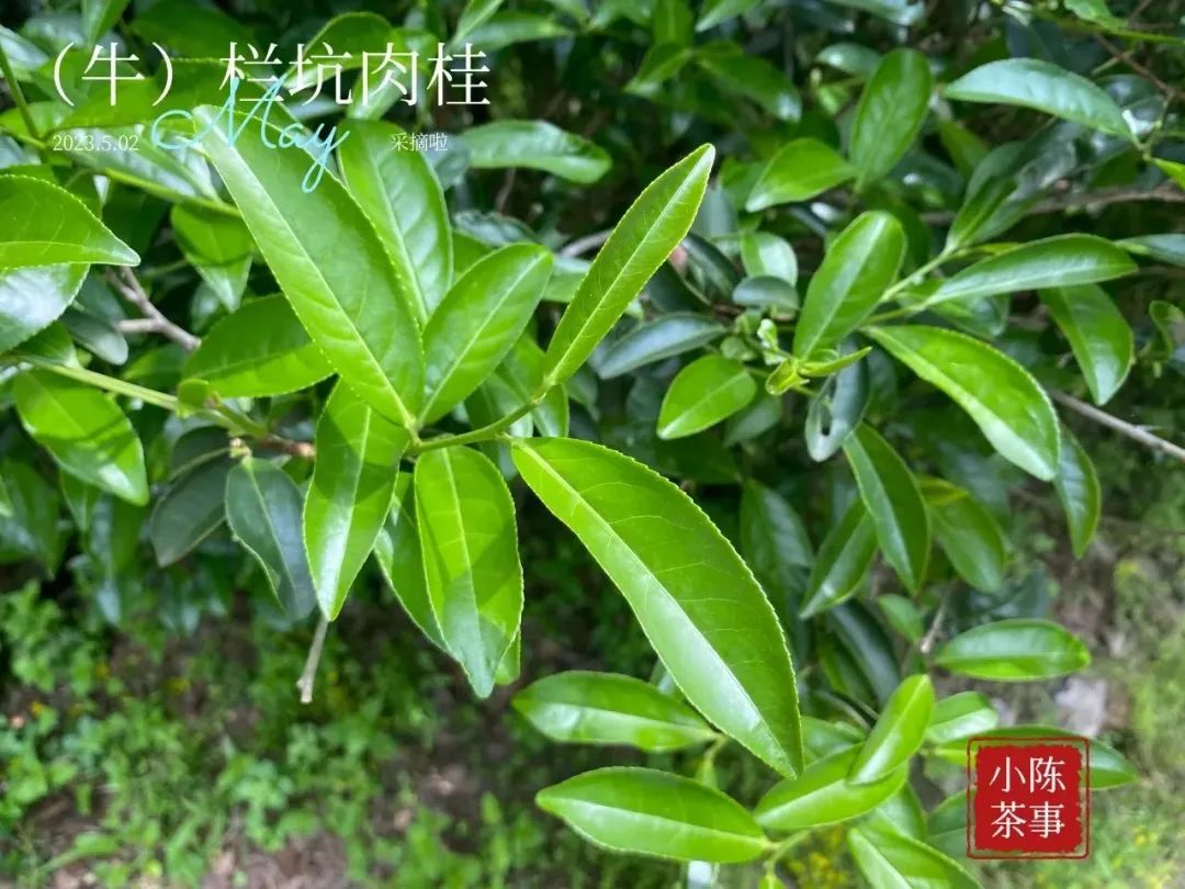 岩茶里，母树大红袍的“母树”是什么意思？它和母本有什么区别？_百科TA说