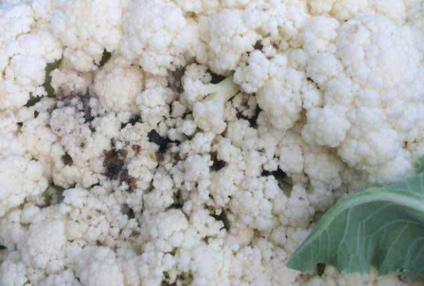 花椰菜软腐病