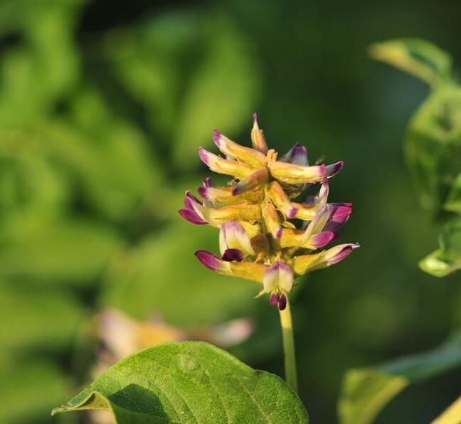 豆科甘草属多年草本植物,根外皮褐色里面淡黄色,味甜;茎直立,多乏枝