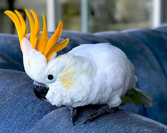 橘冠凤头鹦鹉 百度百科