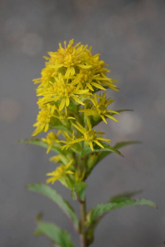 一枝黄花（菊科一枝黄花属植物）_百度百科