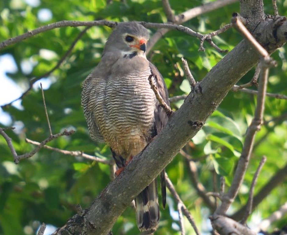  p>蜥鵟(学名: i>kaupifalco monogrammicus /i>):是鹰科,蜥鵟属的一
