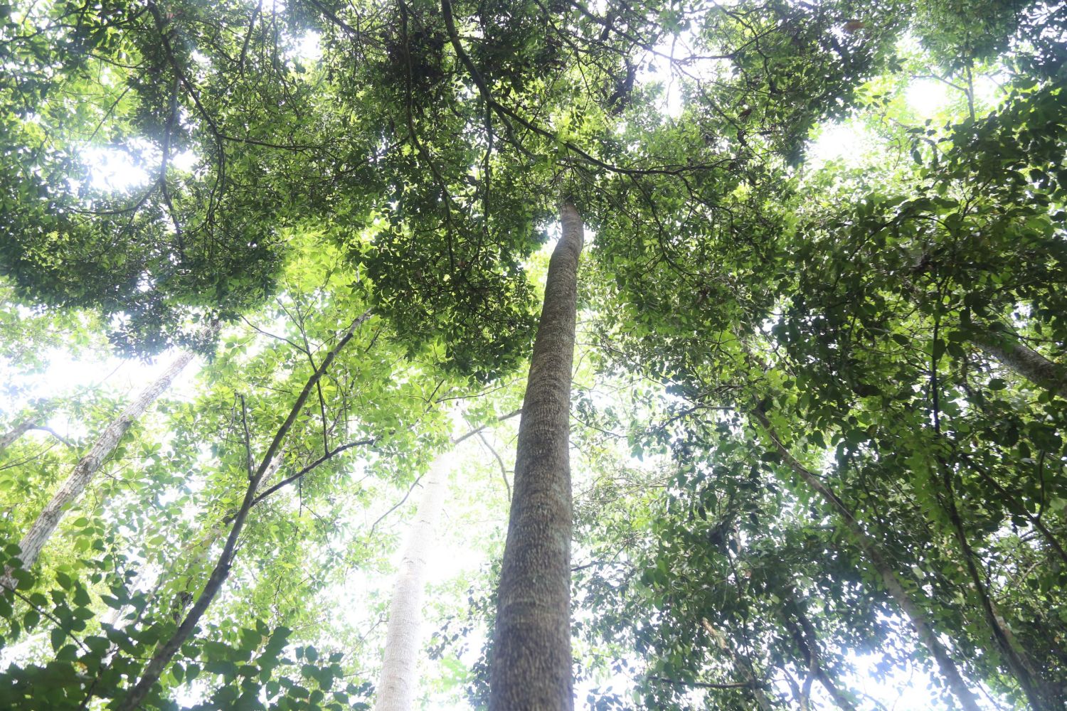 幌伞枫（五加科幌伞枫属植物）_百度百科