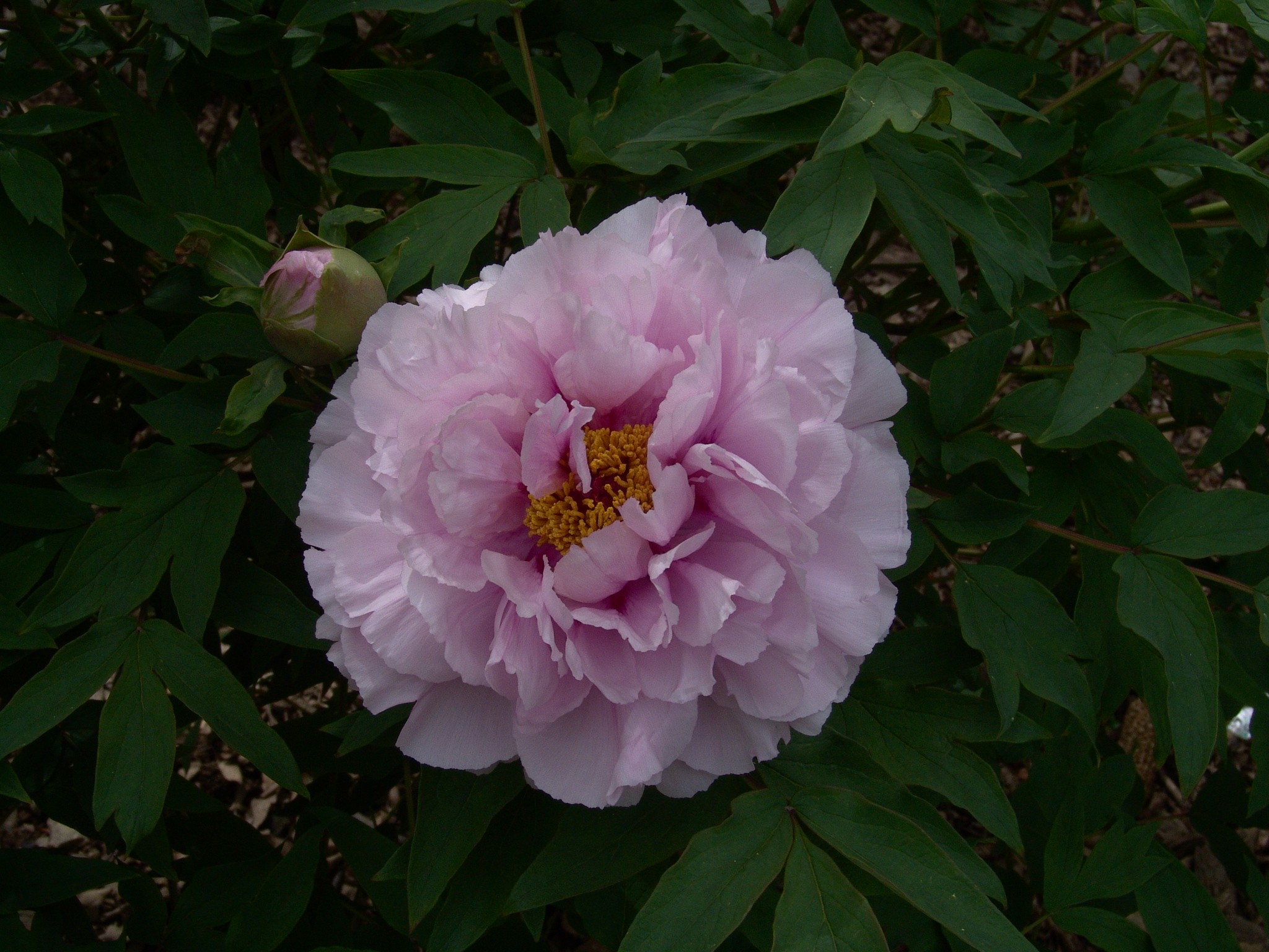 彩云飞牡丹种源lp