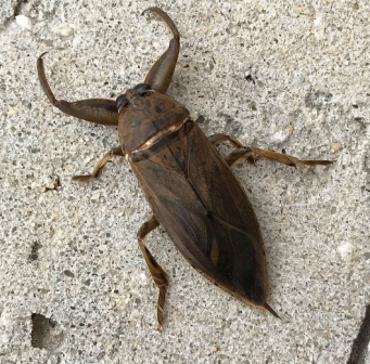 田鳖（田鳖属物种的统称）_百度百科