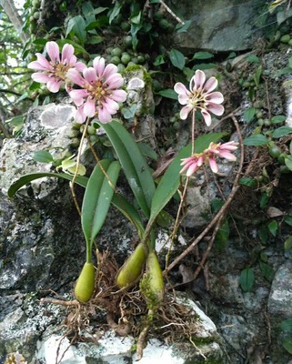 小花石豆兰