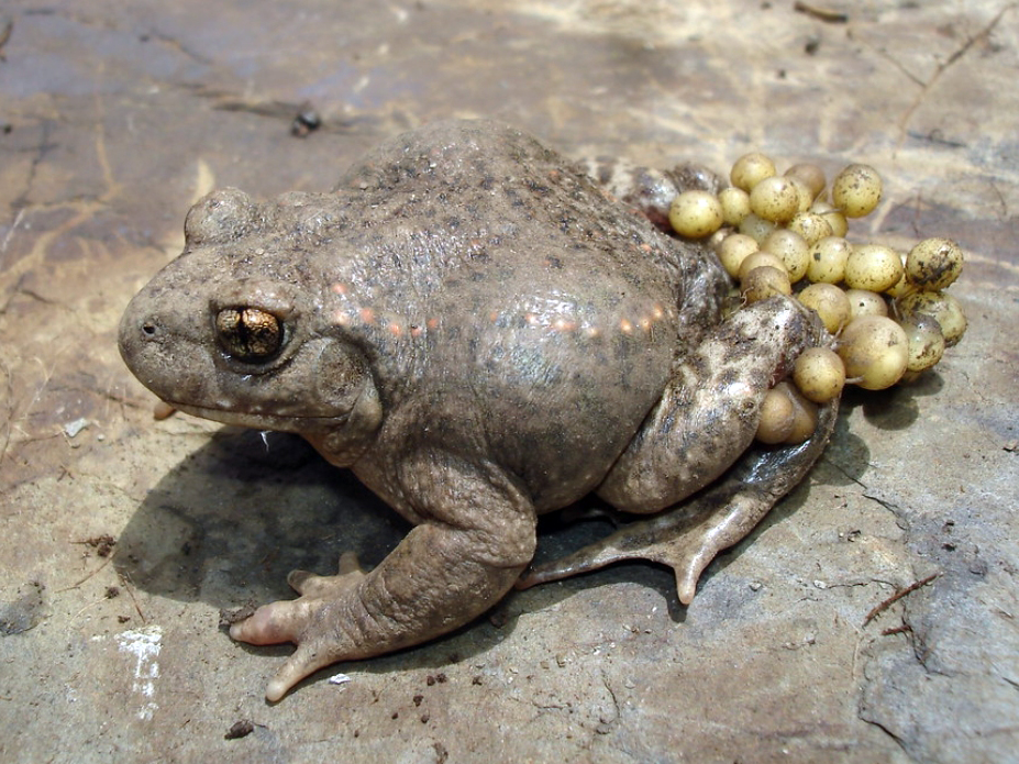 其舌头相对较短,为圆盘状不能伸出,故名.