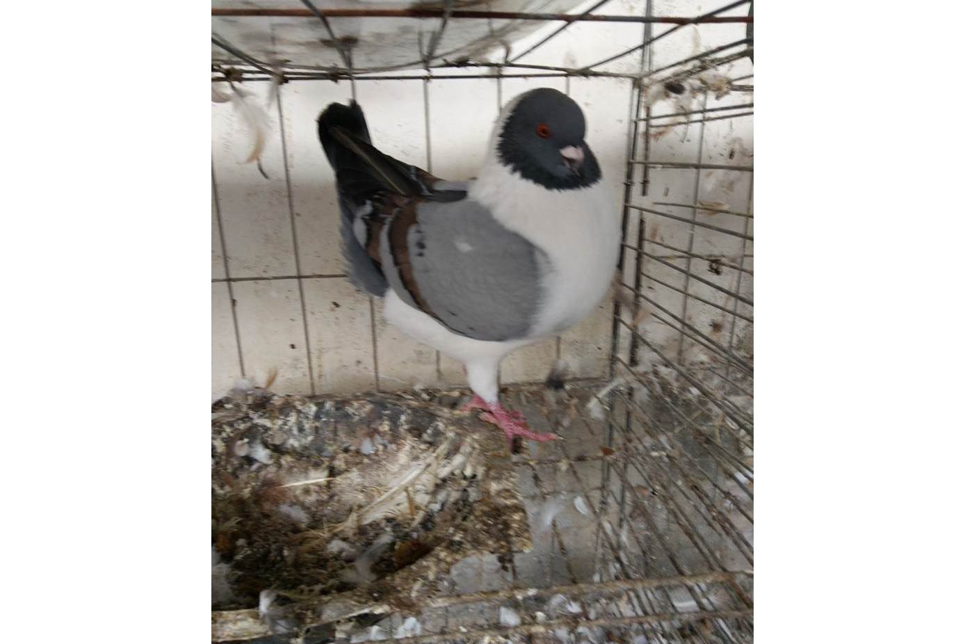 data-lemmaid="15385608">鸽 /a>品系,是灰色的鸽子加白色大翅