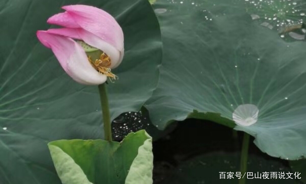 葡萄美酒夜光杯:关于夜光杯的前世今生_百科TA说