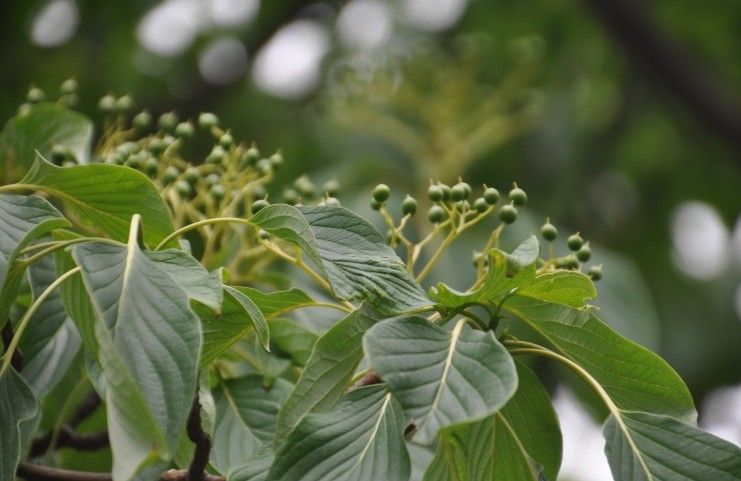 灯台树