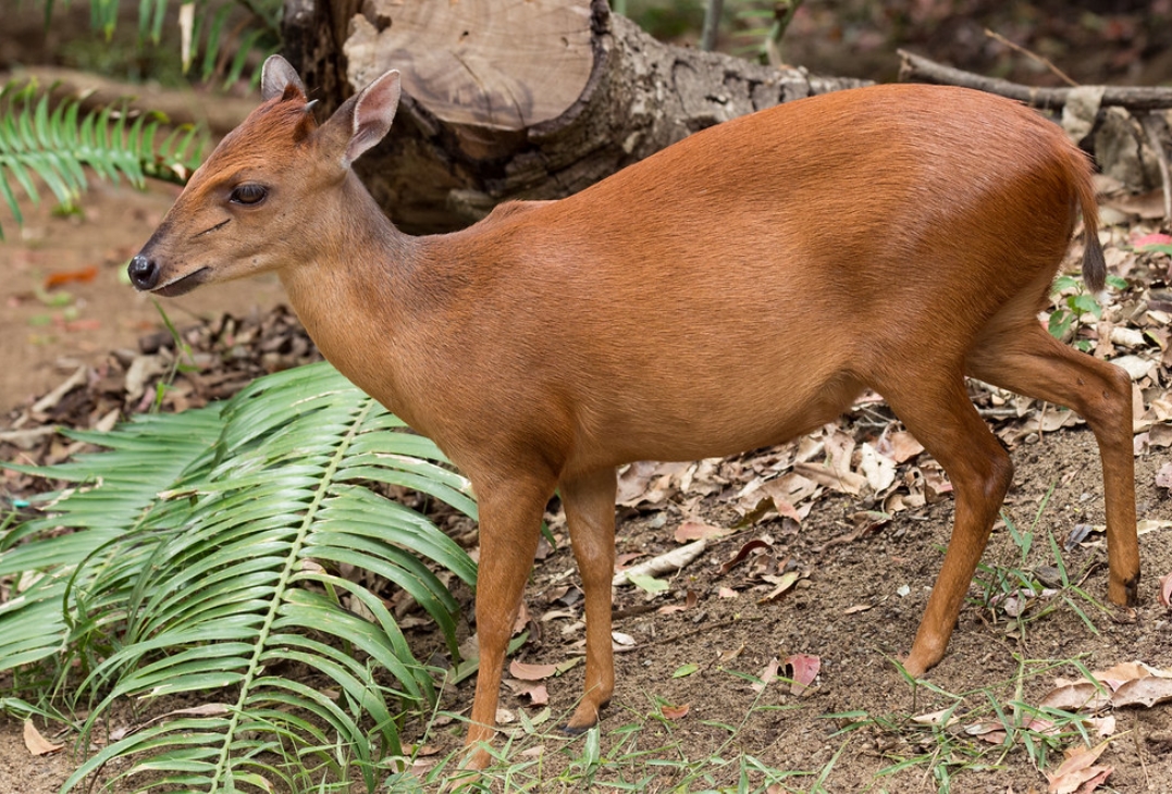  p>红小羚羊(学名: i>cephalophus natalensis /i>):是偶蹄目,牛科