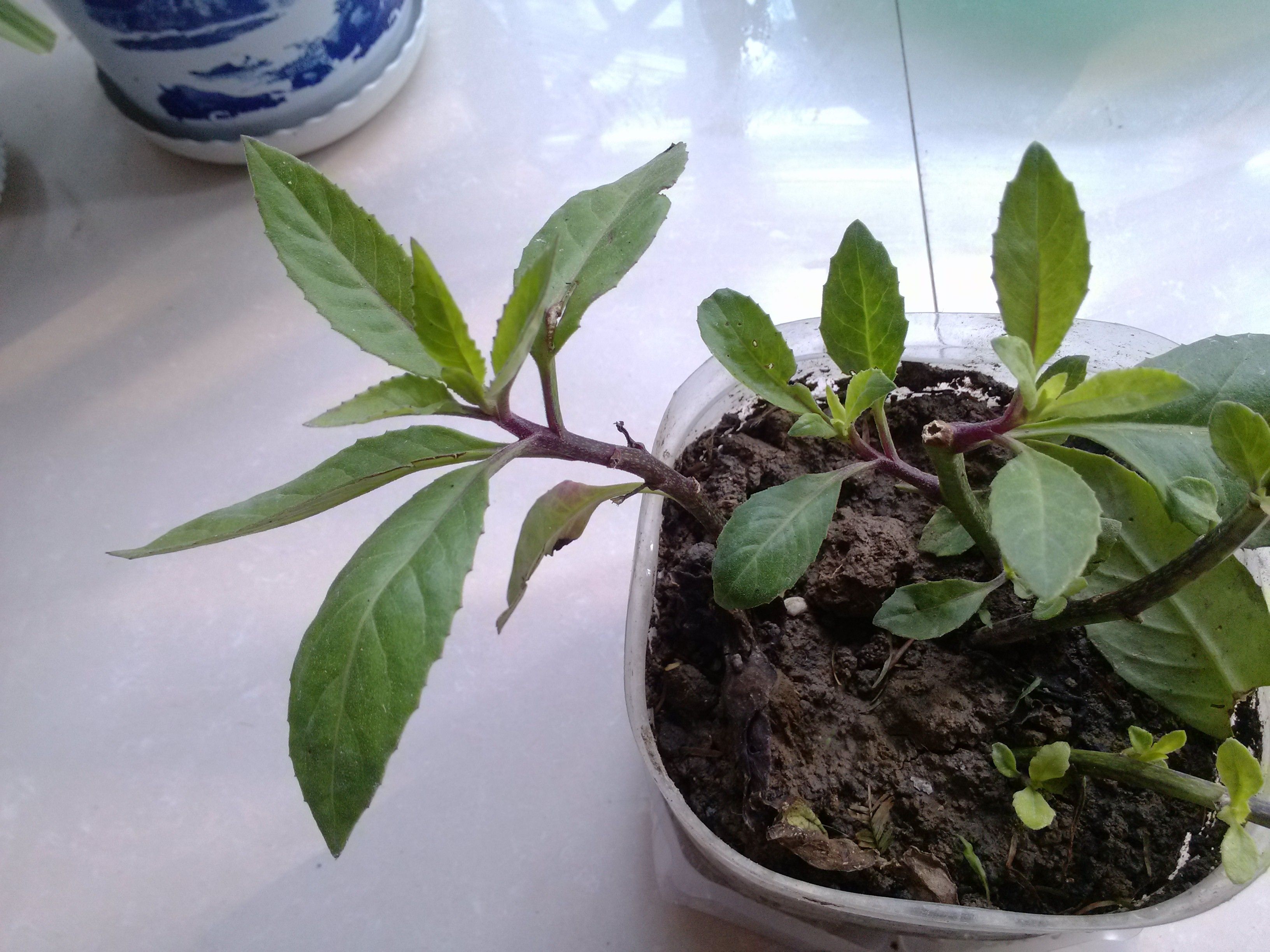 白子菜
