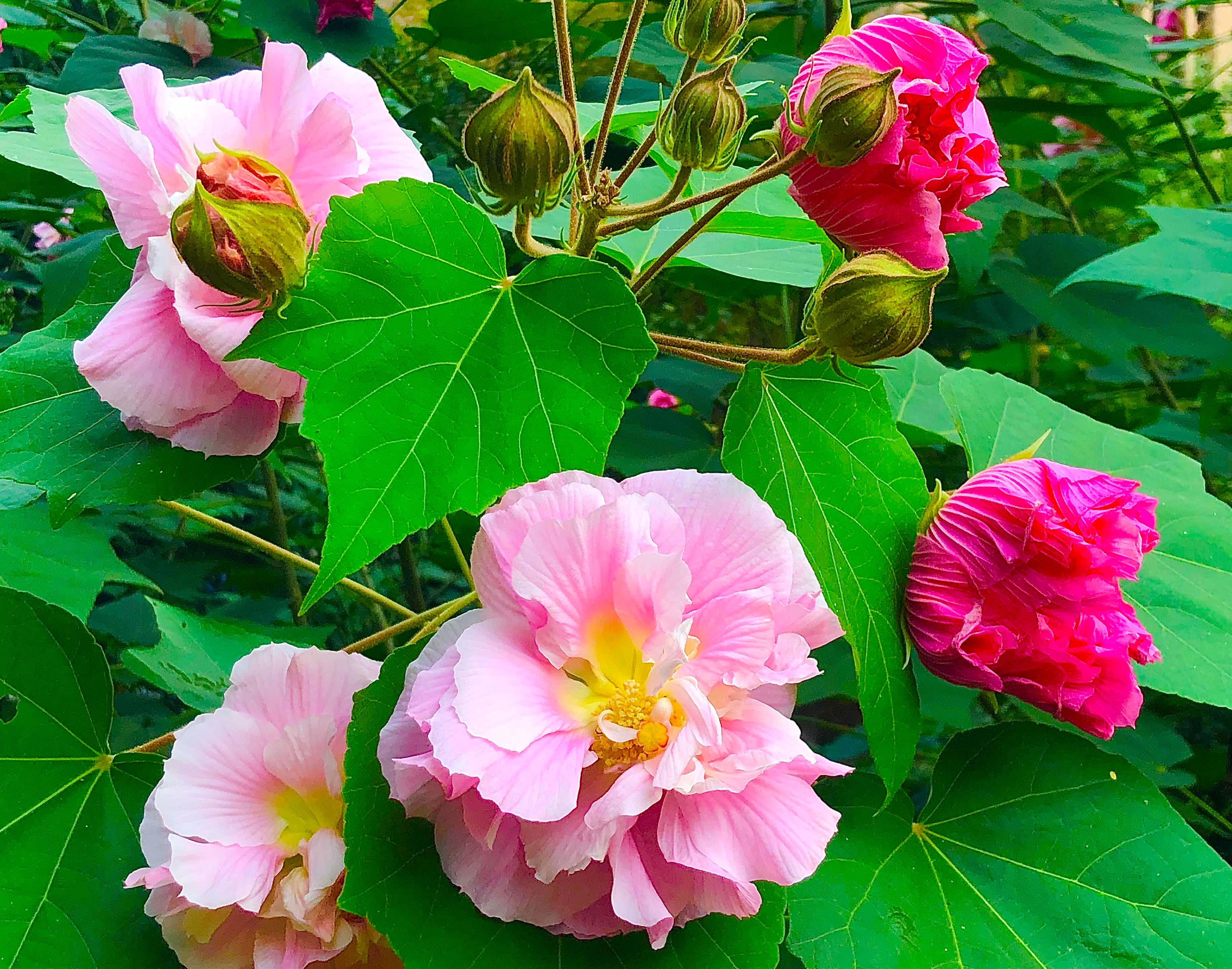  p data-id="txynodk7rnno">木芙蓉( i>hibiscus mutabilis /i> l.